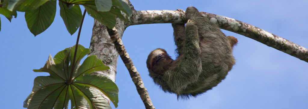 Sloth in a tree, Costa Rica